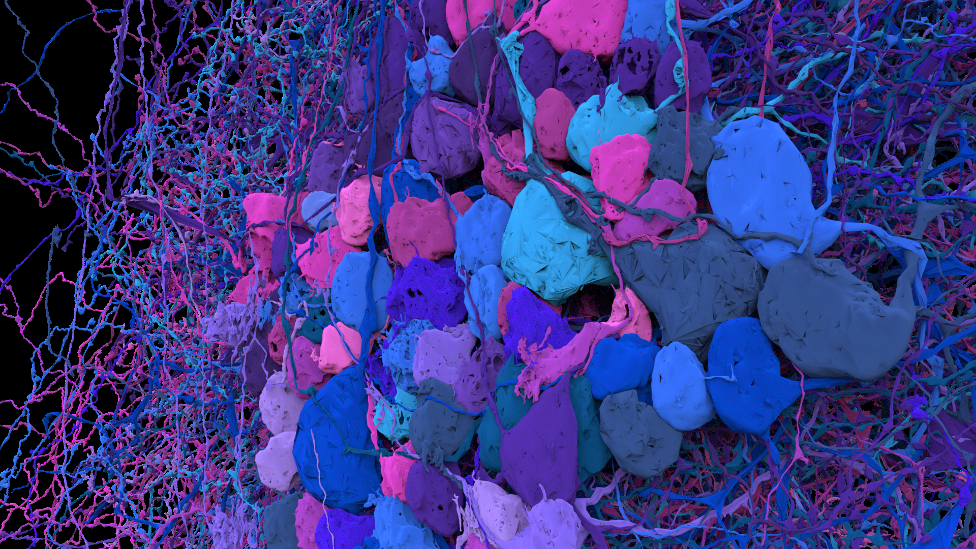 Calcium imaging cluster 4